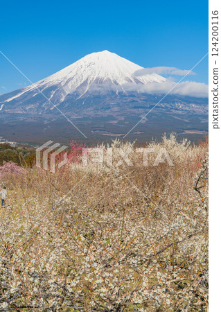 [Shizuoka Prefecture] Mount Fuji seen over the plum groves in the Fujinomiya/Shiraito area 124200116