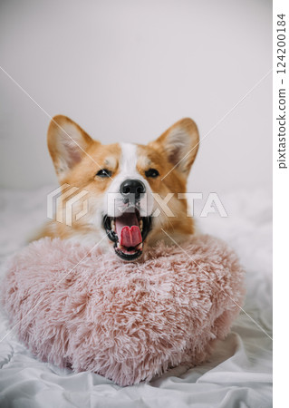 Corgi resting comfortably on a fluffy pillow in a bright indoor setting 124200184
