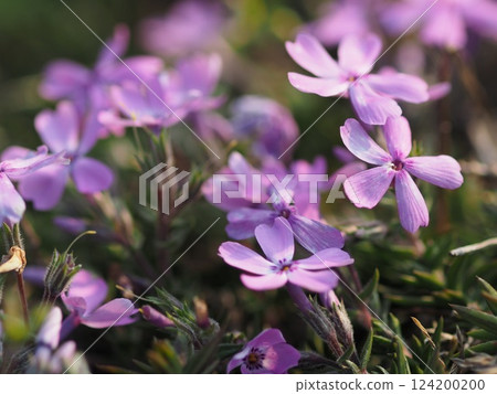 Moss phlox in full bloom bathing in the spring sunlight 124200200