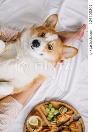 Corgi relaxing in a cozy home while enjoying snacks and a comfortable cuddle session 124200201