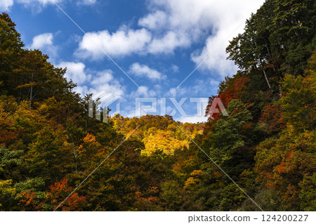 Hakusan Shirakawago white road of autumn leaves Hakusan Shirakawago white road of autumn leaves 124200227