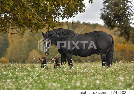 Black horse and two black dogs Black horse and two black dogs 124200264