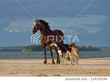 Two beautiful russian borzoi dogs with black horse 124200266