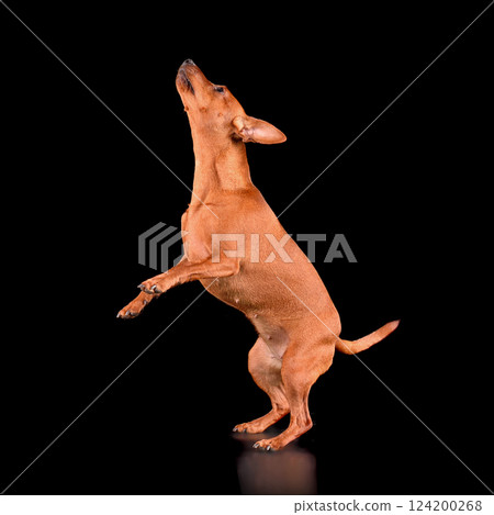 Studio shot of jumping up Miniature Pinscher Studio shot of jumping up Miniature Pinscher 124200268