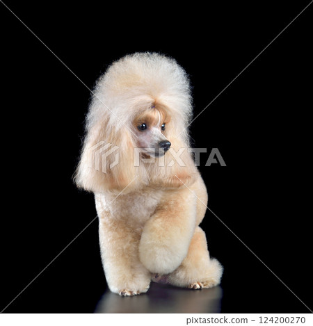 Studio shot of beautiful apricot toy poodle Studio shot of beautiful apricot toy poodle 124200270