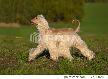 Running gold Afghan Hound 124200282