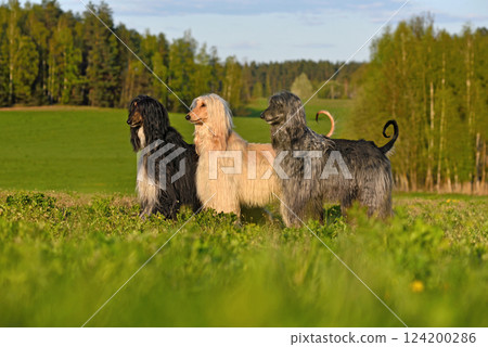 Group of fhree Afghan Hound dogs Group of fhree Afghan Hound dogs 124200286
