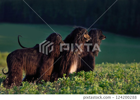 Three black Afghan Hound dogs Three black Afghan Hound dogs 124200288