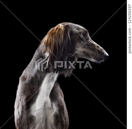 Beautiful gray Saluki dog 124200297