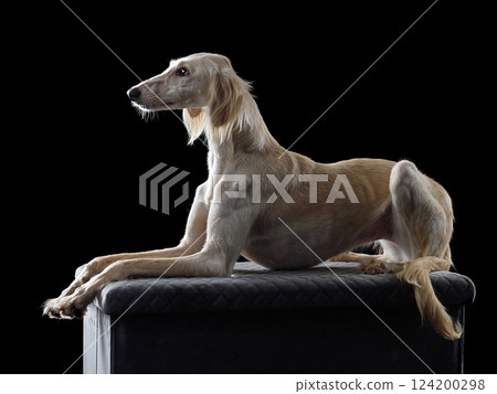 White beautiful Saluki dog White beautiful Saluki dog 124200298