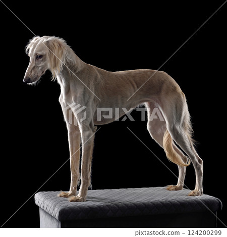 Hunting borzoi dog 124200299