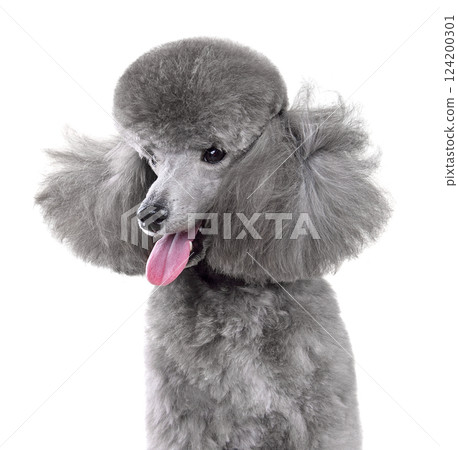 Beautiful gray toy poodle 124200301