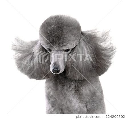 Studio portrait of beautiful silver toy poodle 124200302