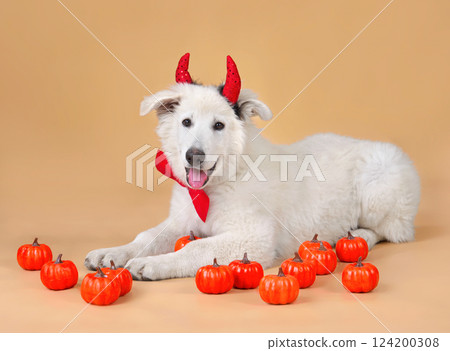 Young White Swiss Shepherd puppy on Halloween 124200308