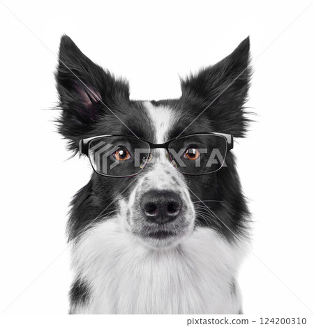 Studio shot of border collie with glasses 124200310