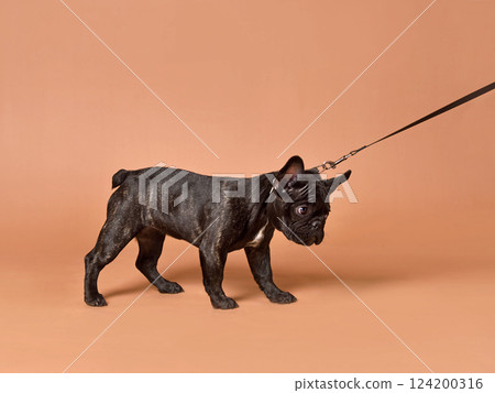 French Bulldog puppy on leash French Bulldog puppy on leash 124200316