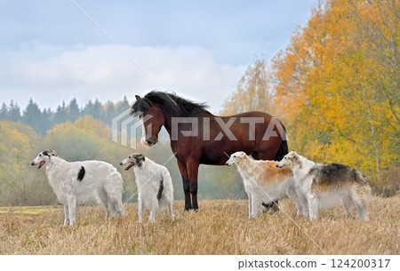 Borzoi dogs and horse standing on a field 124200317