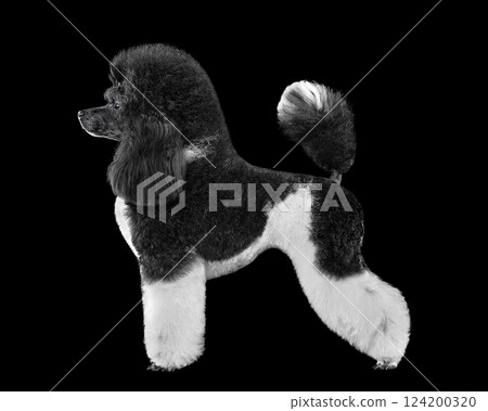 Standing elegant harlequin poodle 124200320