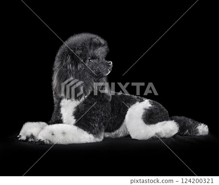 Resting black and white poodle 124200321