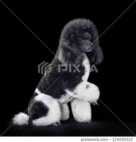 Harlequin poodle giving his paw Harlequin poodle giving his paw 124200322