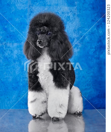 Blak and white toy poodle 124200323