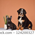 Studio shot of sitting puppies 124200327