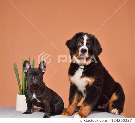 Studio shot of sitting puppies 124200327