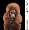 Portrait of chocolate poodle 124200328