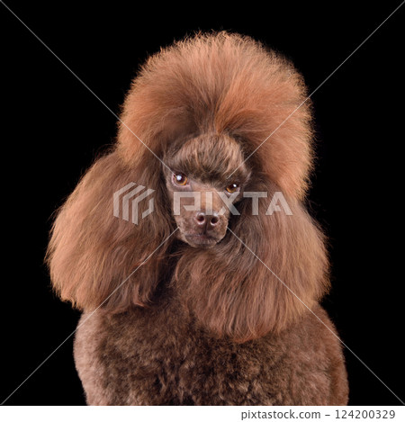 Portrait of brown poodle 124200329
