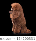 Beautiful chocolate toy poodle 124200331