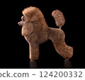 Standing elegant chocolate poodle 124200332