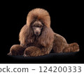 Lying elegant chocolate poodle 124200333