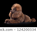 Beautiful brown toy poodle 124200334