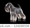 Miniature Schnauzer standing on black 124200336