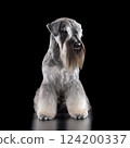 Sitting salt and pepper Miniature Schnauzer dog 124200337
