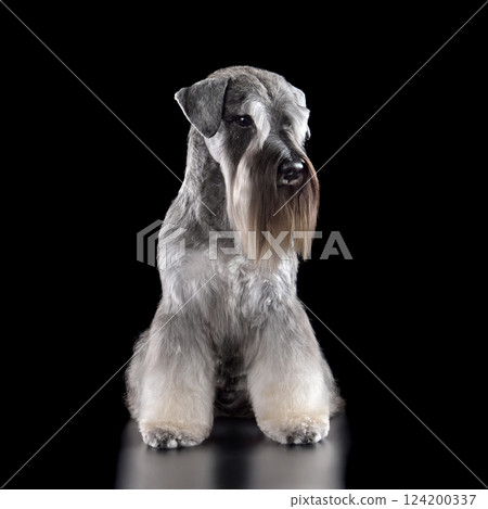 Sitting salt and pepper Miniature Schnauzer dog Sitting salt and pepper Miniature Schnauzer dog 124200337