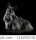 Beautiful black Scotch terrier sitting on black backgroun 124200338