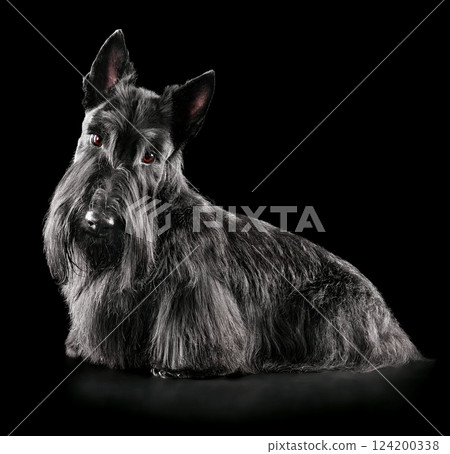 Beautiful black Scotch terrier sitting on black backgroun 124200338