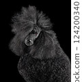 Portrait of beautiful black poodle 124200340