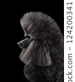 Portrait of beautiful black poodle 124200341