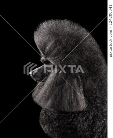 Portrait of beautiful black poodle Portrait of beautiful black poodle 124200341