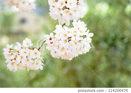 Cherry blossoms blooming gently in a soft atmosphere Cherry blossoms blooming gently in a soft atmosphere 124200470
