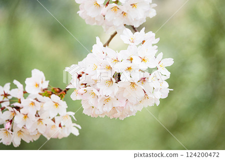 Cherry blossoms blooming gently in a soft atmosphere 124200472
