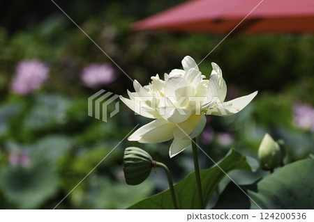 Hana Hara Park 124200536