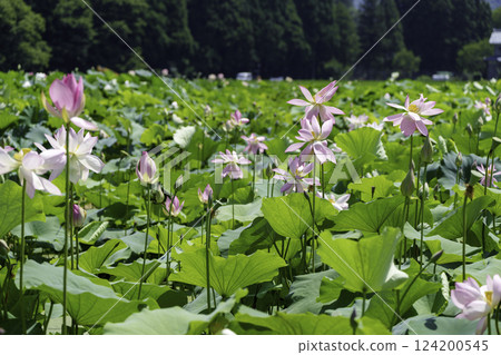 Hana Hara Park 124200545