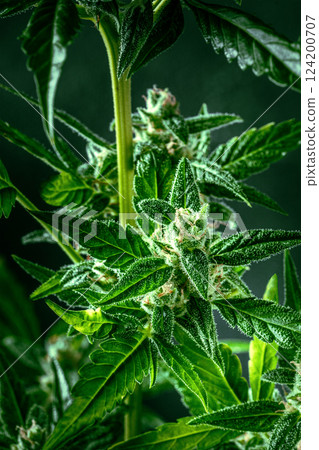 Cannabis plant with green leaves and white flowers, with trichomes 124200707