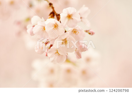 盛開的櫻花特寫 盛開的櫻花特寫 124200798