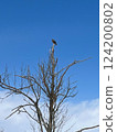 Tonbi on the tree 124200802