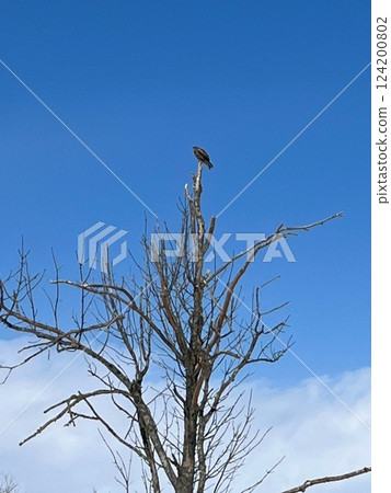 Tonbi on the tree 124200802