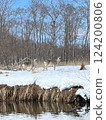 Deer in the Kushiro Marsh 124200806